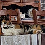 Calie participe au concours pour gagner de l'argent avec cette photo : animal, calico, cat, chair, collar, cozy, domestic_cat, fur, furniture, home, indoor, laying, pet, relaxed, resting, stone_wall, striped, table, tablecloth, wooden_chair