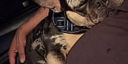 Ace is registered to the contest to win money with this photo: dog, french_bulldog, sleeping, pet, animal, black_and_tan, merle_pattern, harness, leash, person, hand, indoor, closeup, resting, cute, companion, snuggle, relaxed, dark_background, comfort