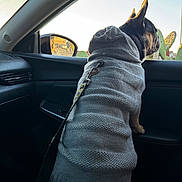 Ace is registered to the contest to win money with this photo: dog, sweater, car_interior, window, leash, sunset, cactus, side_mirror, seat, knitted_clothing, pet, animal, leisure, travel, domestic_animal, black_and_tan_dog, canine, resting, looking_out, daylight