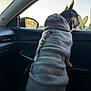 dog, sweater, car_interior, window, leash, sunset, cactus, side_mirror, seat, knitted_clothing, pet, animal, leisure, travel, domestic_animal, black_and_tan_dog, canine, resting, looking_out, daylight