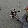 Ace joined the competition — help win amazing prizes! dog, french_bulldog, leash, pavement, person, shoes, sweatpants, pet, animal, outdoor, walking, cute, small_dog, black_and_tan, companion, loyal, looking_up, obedient, casual, daytime