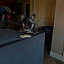 dog, french_bulldog, couch, indoor, pet, living_room, furniture, animal, relaxed, treadmill, painting, door, blanket, water_bottle, floor, wall, window_light, ears, face, paw