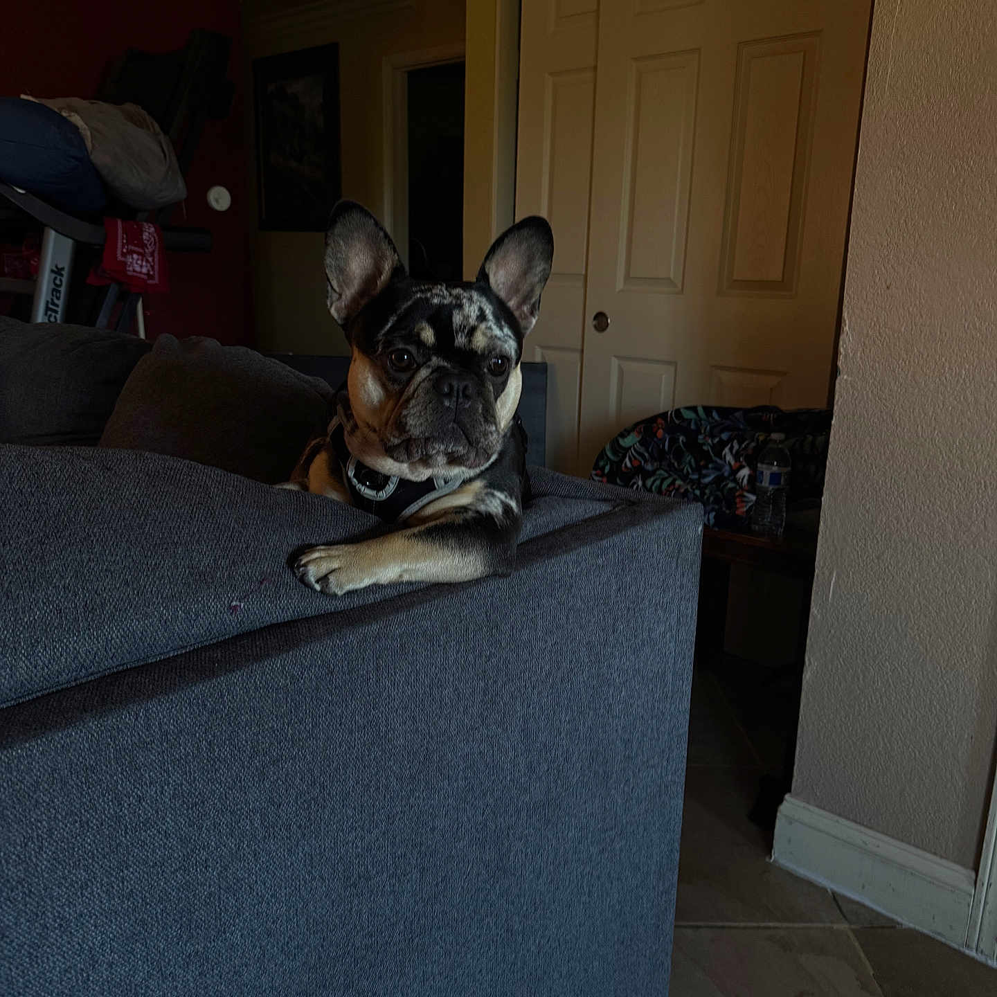 Ace is registered to the contest to win money with this photo: animal, blanket, couch, dog, door, ears, face, floor, french_bulldog, furniture, indoor, living_room, painting, paw, pet, relaxed, treadmill, wall, water_bottle, window_light