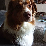 Saiko a rejoint le concours — aidez-le/la à gagner de superbes lots ! dog, indoor, living_room, couch, brown, white, fluffy, pet, fur, canine, close_up, attentive, houseplant, television, remote_control, carpet, furniture, modern, domestic, companion