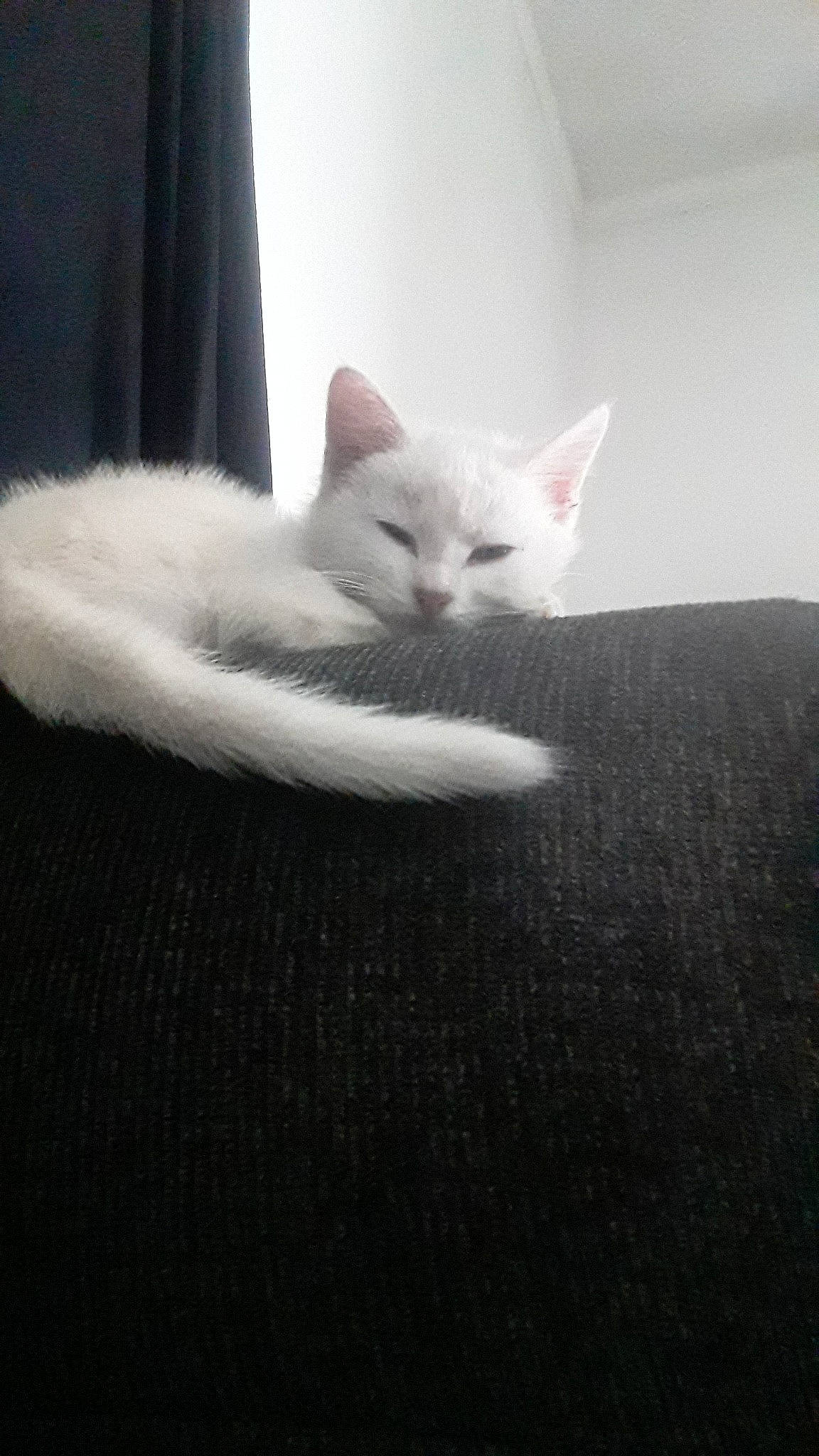 Bella is registered to the contest to win money with this photo: asian, burmilla, carnivore, cat, colorpoint_shorthair, domestic_short_haired_cat, felidae, fur, khao_manee, kitten, mammal, ojos_azules, small_to_medium_sized_cats, tail, turkish_angora, turkish_van, whiskers