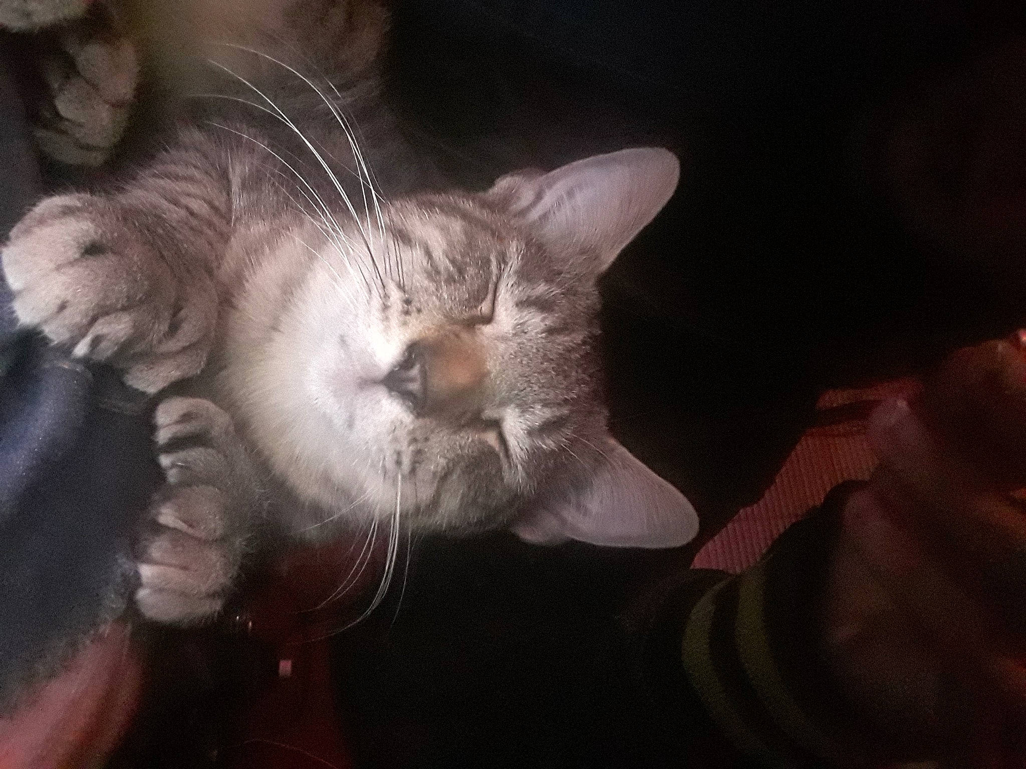 Krieger joined the competition — help win amazing prizes! asian, carnivore, cat, claw, cloud, ear, european_shorthair, felidae, fur, german_rex, hand, kitten, nose, paw, polydactyl_cat, sky, small_to_medium_sized_cats, tabby_cat, tail, whiskers