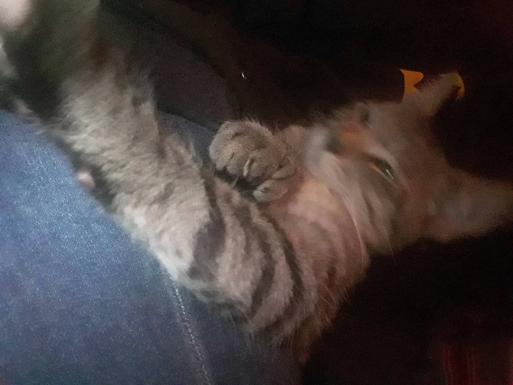 Krieger is registered to the contest to win money with this photo: carnivore, cat, fawn, felidae, fur, kitten, paw, polydactyl_cat, small_to_medium_sized_cats, snout, tail, whiskers