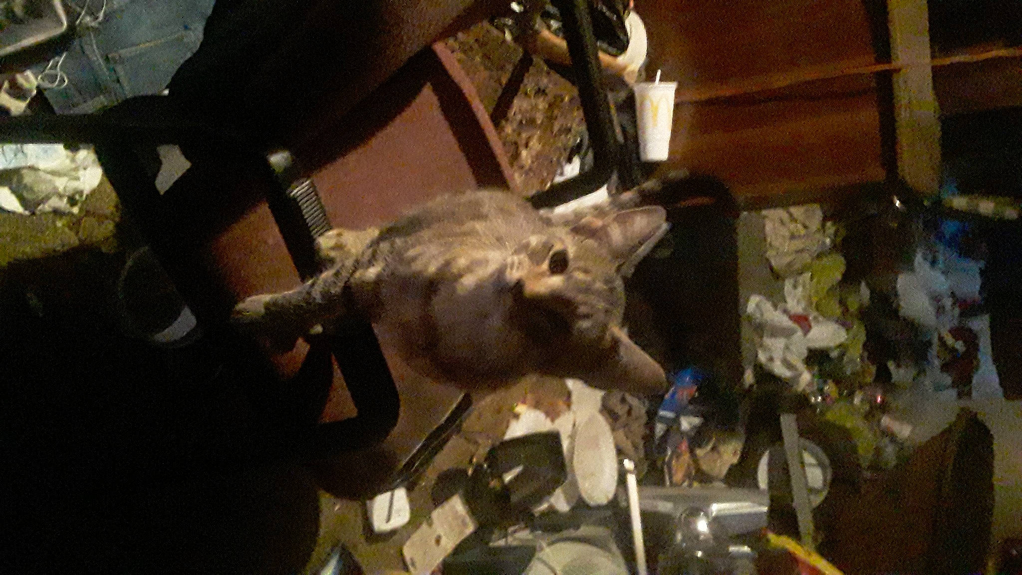 Krieger joined the competition — help win amazing prizes! art, snout