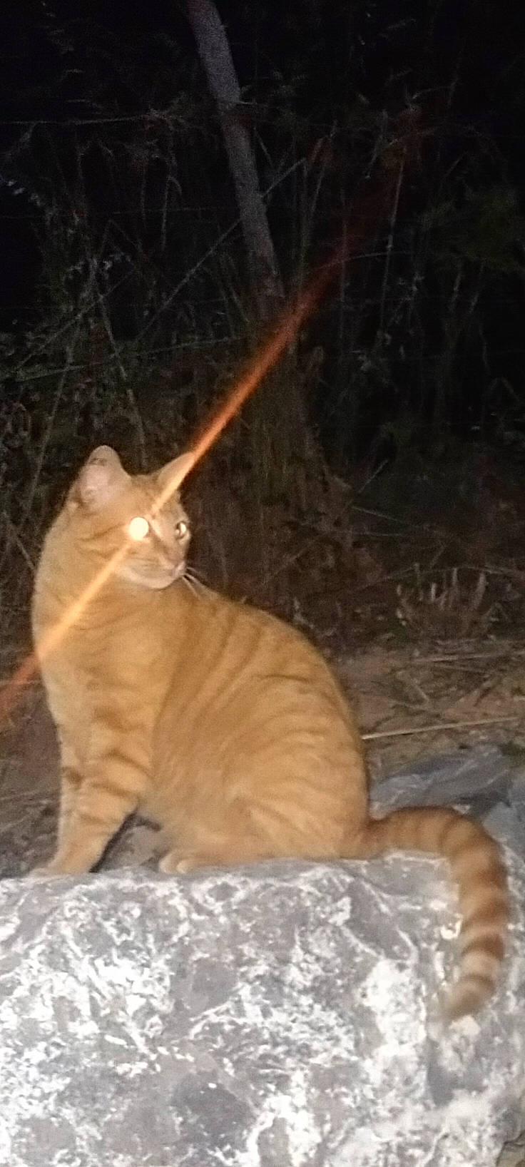 Ernest a rejoint le concours — aidez-le/la à gagner de superbes lots ! carnivore, cat, claw, darkness, domestic_short_haired_cat, event, fawn, felidae, fur, paw, small_to_medium_sized_cats, snout, snow, tail, terrestrial_animal, tree, whiskers, wildlife, winter, wood