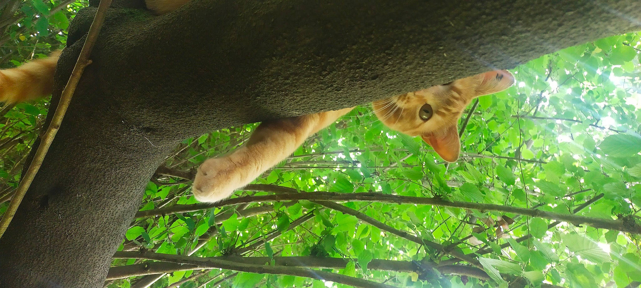 Ernest participe au concours pour gagner de l'argent avec cette photo : elbow, fawn, foot, forest, fur, gesture, grass, jungle, mammal, organism, plant, snout, tail, terrestrial_animal, terrestrial_plant, tree, trunk, twig, vertebrate, wildlife