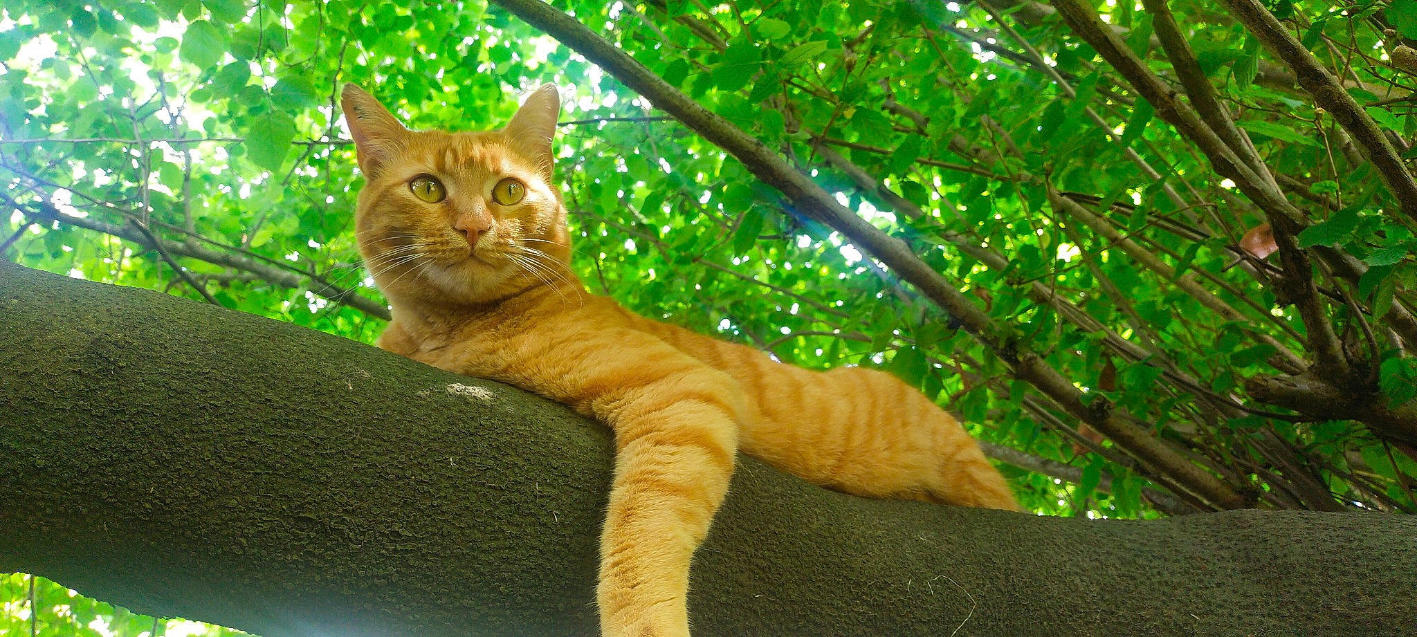 Ernest a rejoint le concours — aidez-le/la à gagner de superbes lots ! branch, carnivore, cat, domestic_short_haired_cat, fawn, felidae, fur, grass, organism, plant, small_to_medium_sized_cats, snout, tail, terrestrial_animal, tints_and_shades, tree, trunk, whiskers, wood, woody_plant