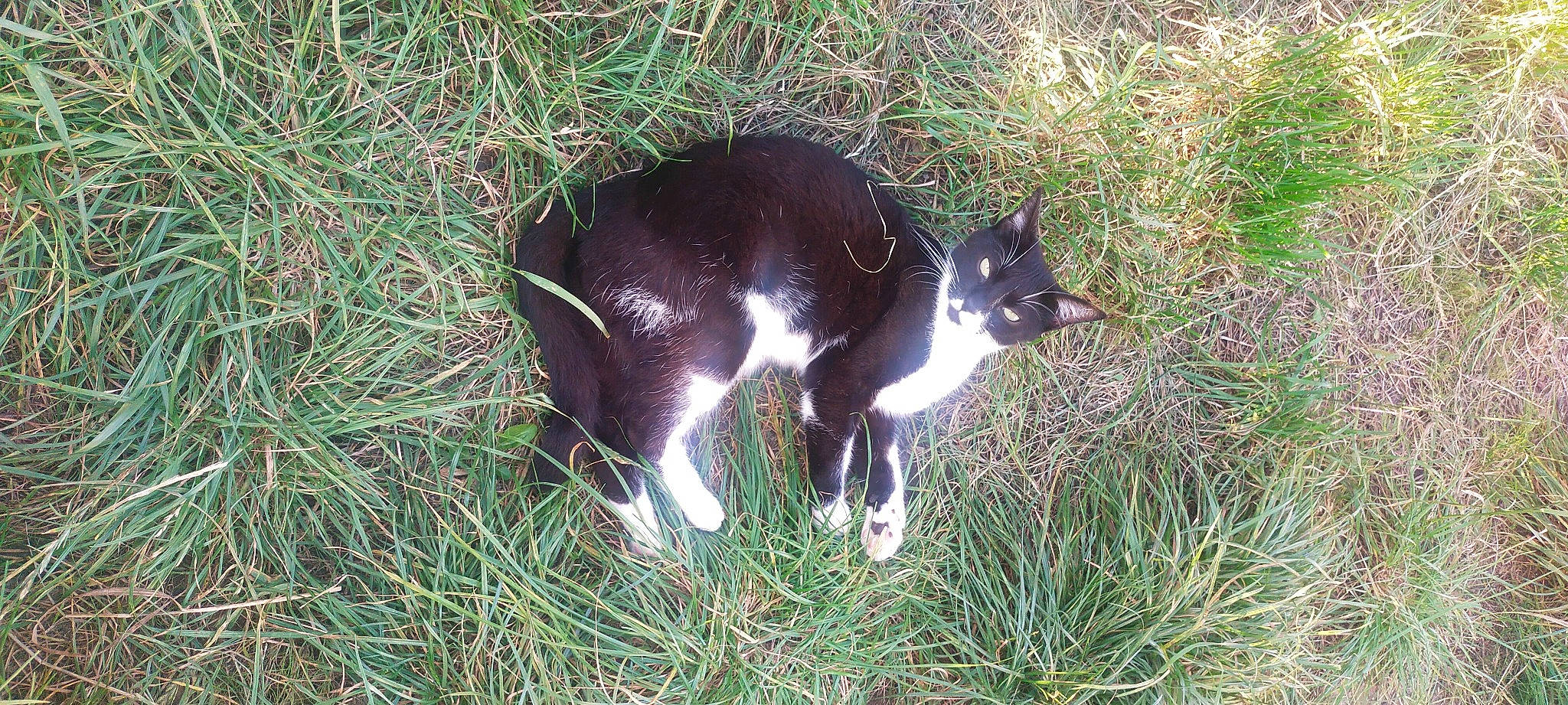 Pirate a rejoint le concours — aidez-le/la à gagner de superbes lots ! canidae, carnivore, cat, dog_breed, felidae, fur, grass, plant, small_to_medium_sized_cats, sporting_group, tail, terrestrial_animal, whiskers