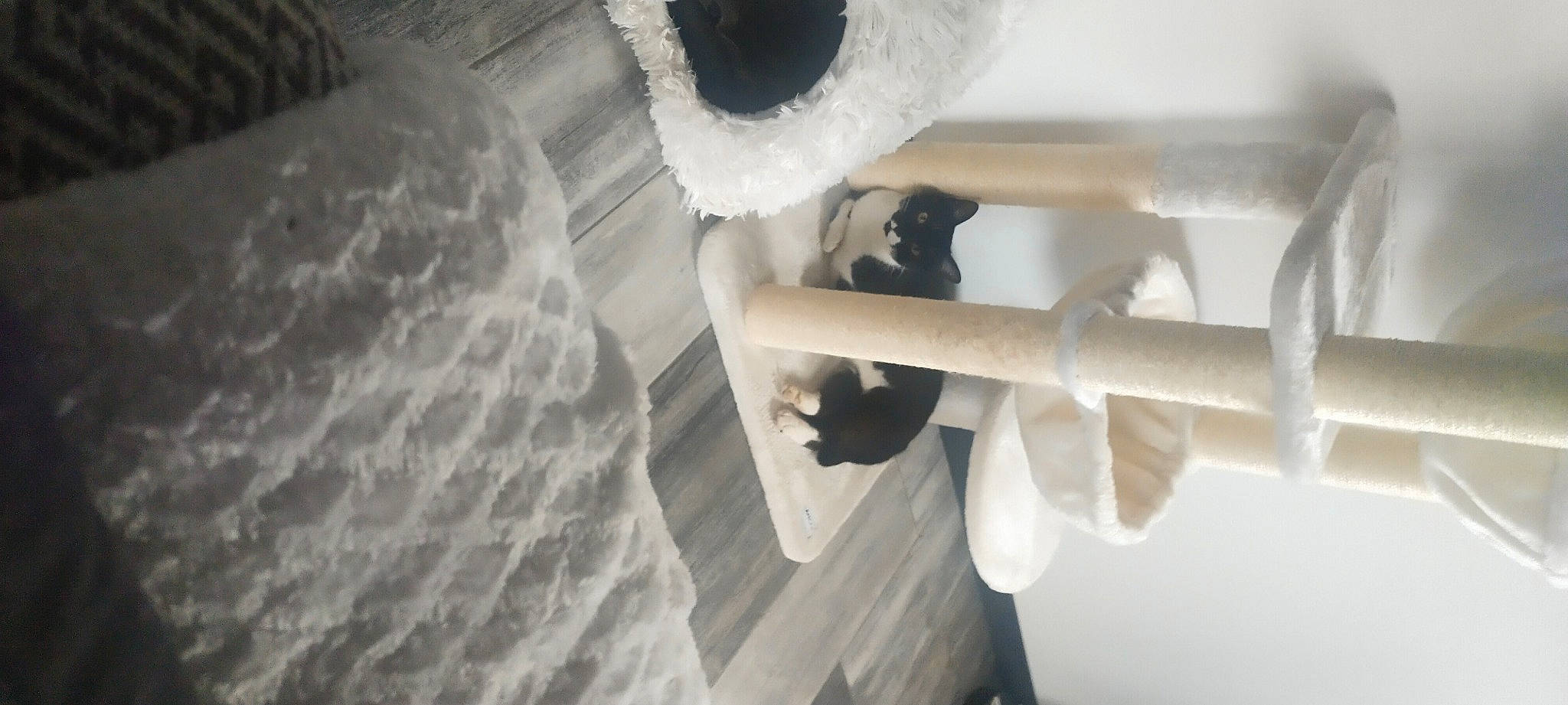 Pirate participe au concours pour gagner de l'argent avec cette photo : art, automotive_design, automotive_tire, ceiling, flooring, fur, monochrome, monochrome_photography, plaster, room, shadow, stairs, textile, wall, winter, wood