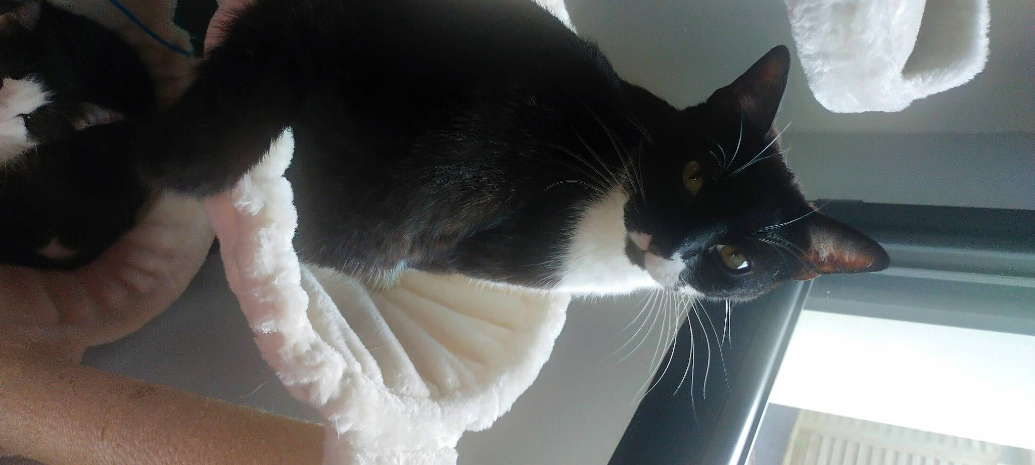 Pirate participe au concours pour gagner de l'argent avec cette photo : carnivore, cat, cat_supply, comfort, domestic_short_haired_cat, felidae, fur, pet_supply, small_to_medium_sized_cats, snout, tail, tree, whiskers, window