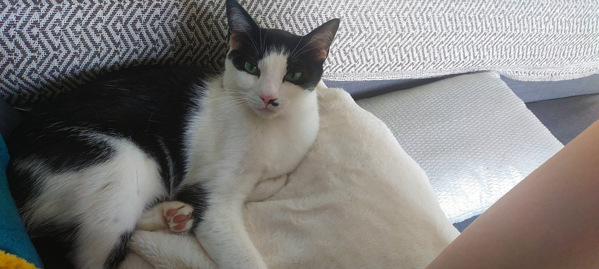 Bounty participe au concours pour gagner de l'argent avec cette photo : carnivore, cat, comfort, domestic_short_haired_cat, felidae, fur, paw, small_to_medium_sized_cats, snout, whiskers