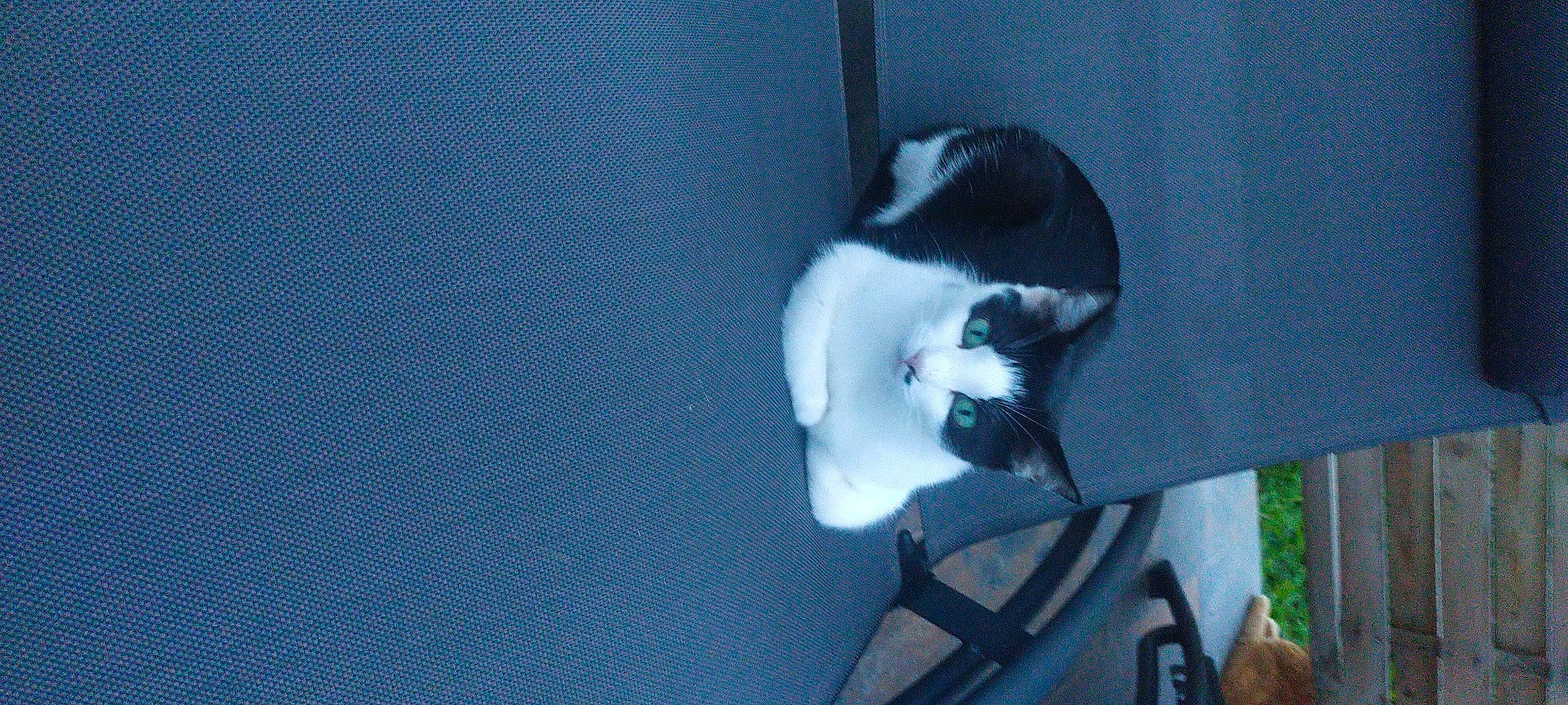 Bounty a rejoint le concours — aidez-le/la à gagner de superbes lots ! carnivore, cat, domestic_short_haired_cat, electric_blue, felidae, fur, monochrome_photography, plant, shadow, small_to_medium_sized_cats, snout, tail, tree, whiskers