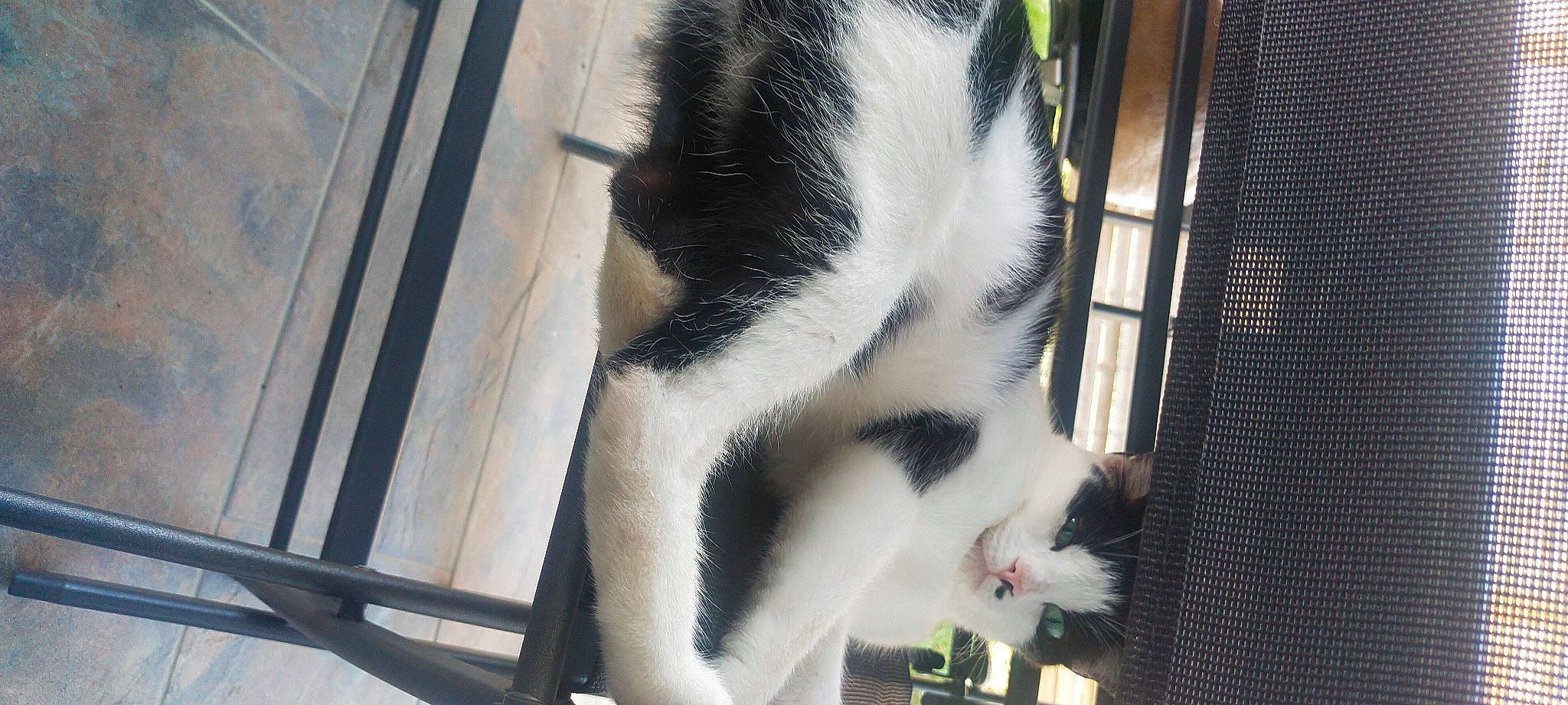 Bounty a rejoint le concours — aidez-le/la à gagner de superbes lots ! animal_shelter, carnivore, cat, claw, domestic_short_haired_cat, felidae, fur, paw, pet_supply, service, small_to_medium_sized_cats, tail, terrestrial_animal, whiskers, window