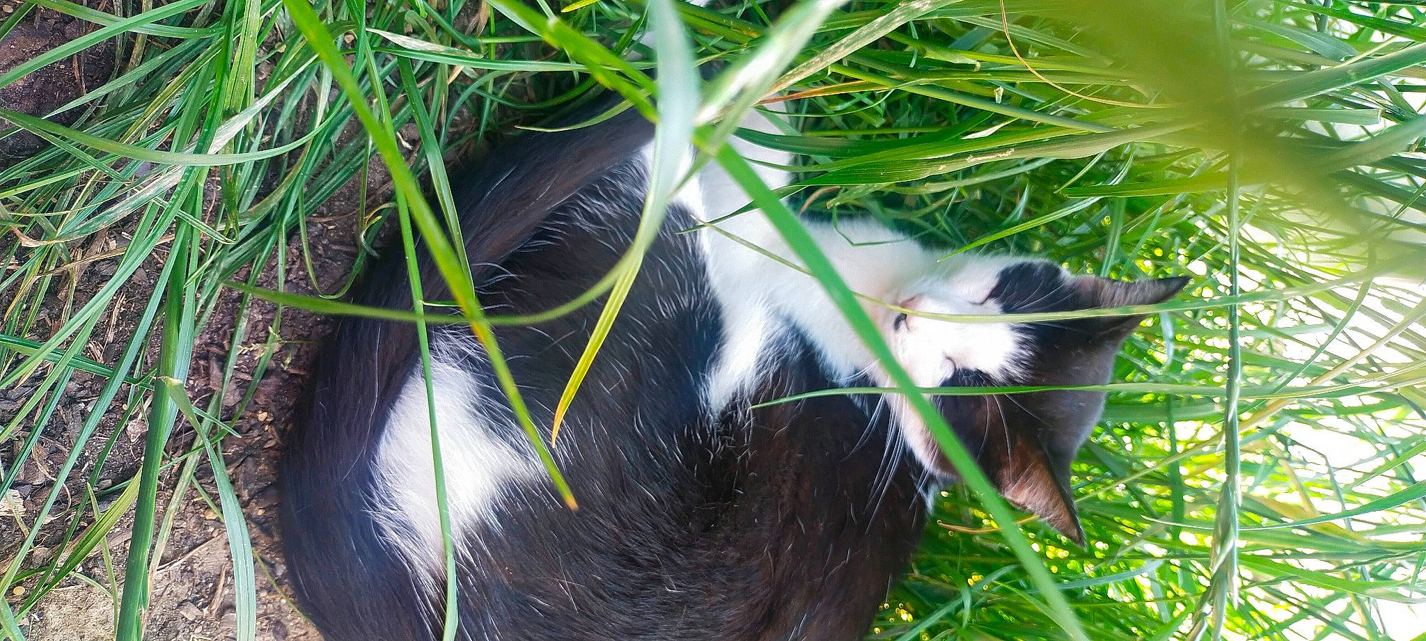 Bounty a rejoint le concours — aidez-le/la à gagner de superbes lots ! carnivore, cat, close_up, dog_breed, domestic_short_haired_cat, felidae, fur, grass, herb, herbaceous_plant, plant, small_to_medium_sized_cats, snout, sporting_group, tail, terrestrial_animal, terrestrial_plant, tree, twig, whiskers