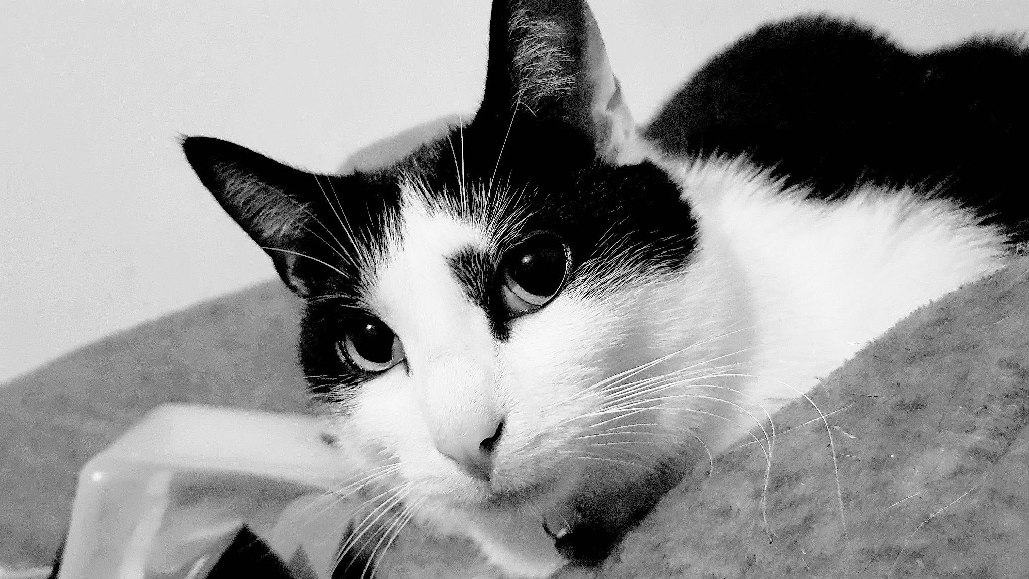 Ezio joined the competition — help win amazing prizes! aegean_cat, black, black_and_white, carnivore, cat, domestic_short_haired_cat, eye, felidae, fur, kitten, monochrome, monochrome_photography, nose, photography, small_to_medium_sized_cats, snapshot, snout, style, whiskers, white