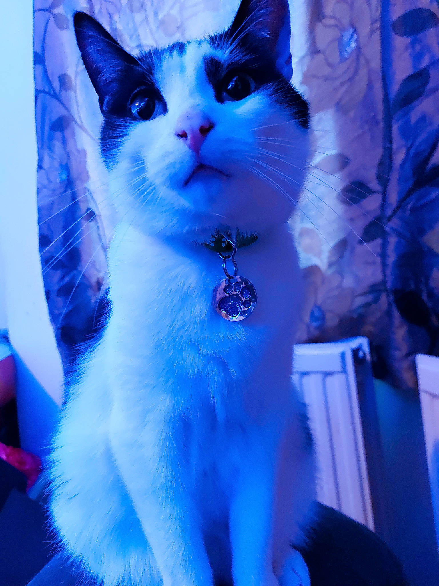 Ezio is registered to the contest to win money with this photo: aegean_cat, american_wirehair, asian, blue, carnivore, cat, domestic_short_haired_cat, felidae, fur, japanese_bobtail, kitten, mammal, ojos_azules, polydactyl_cat, small_to_medium_sized_cats, snout, tail, turkish_angora, turkish_van, whiskers