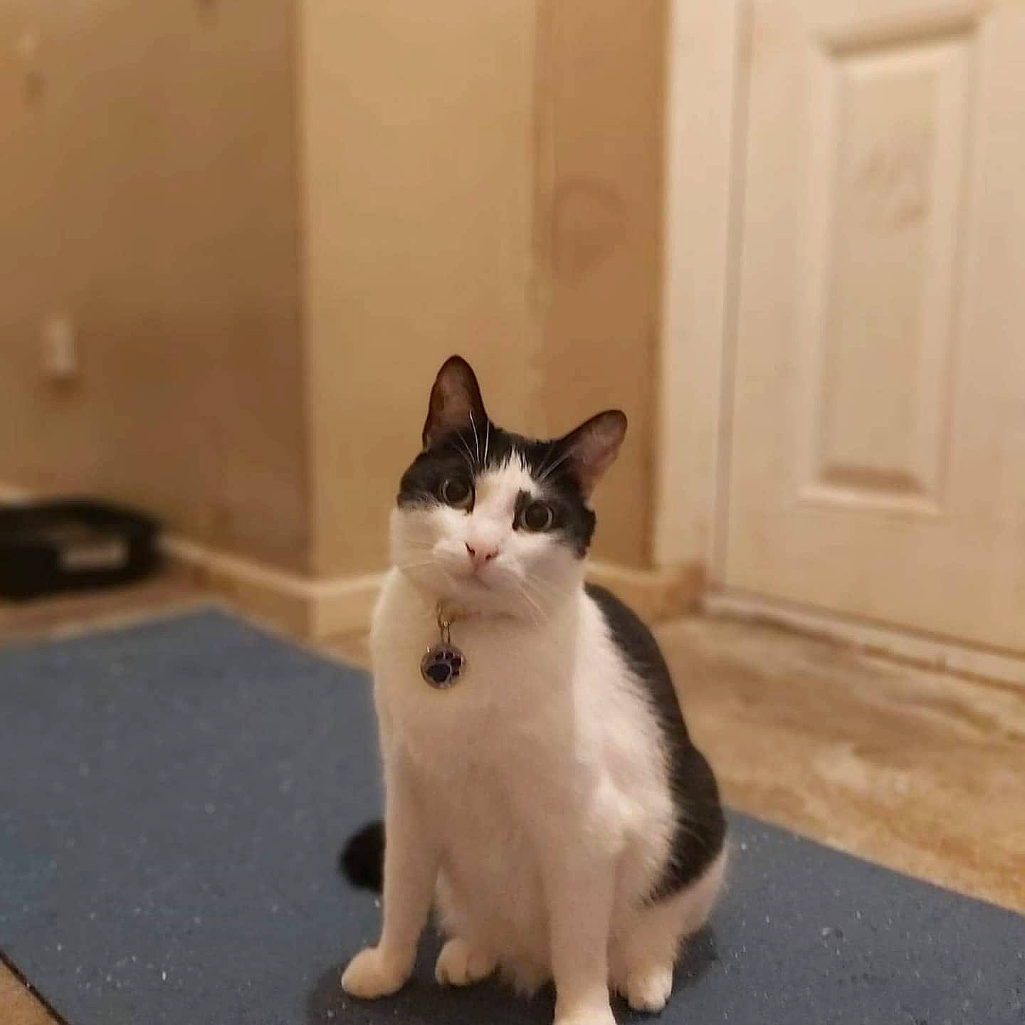 Ezio joined the competition — help win amazing prizes! aegean_cat, american_wirehair, carnivore, cat, domestic_short_haired_cat, european_shorthair, felidae, japanese_bobtail, kitten, mammal, munchkin, polydactyl_cat, ragamuffin, small_to_medium_sized_cats, snowshoe, tail, whiskers