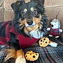 Thor is registered to the contest to win money with this photo: dog, plush_toy, cookie_toy, stuffed_animal, hedgehog, couch, blanket, red_sweater, black_fur, brown_fur, white_fur, pet, indoor, cozy, cute, animal, lying_down, soft_toys, home, relaxed