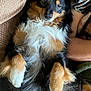 dog, pet, tricolor, fur, fluffy, paws, lying_down, relaxed, indoors, blanket, cushion, cozy, animal, canine, resting, fur_texture, companion, domestic, cute, portrait