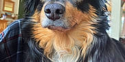 Thor joined the competition — help win amazing prizes! dog, close_up, indoor, tricolor, pet, canine, fur, portrait, nose, ears, eyes, black, brown, white, animal, cute, furry, domestic, companion, looking_away