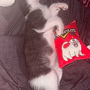 Taco is registered to the contest to win money with this photo: cat, kitten, black_and_white, sleeping, plush_toy, red, cartoon, cute, pet, animal, indoor, fabric, cuddle, resting, paw, feline, soft, toy, lying_down, cozy