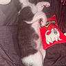 cat, kitten, black_and_white, sleeping, plush_toy, red, cartoon, cute, pet, animal, indoor, fabric, cuddle, resting, paw, feline, soft, toy, lying_down, cozy