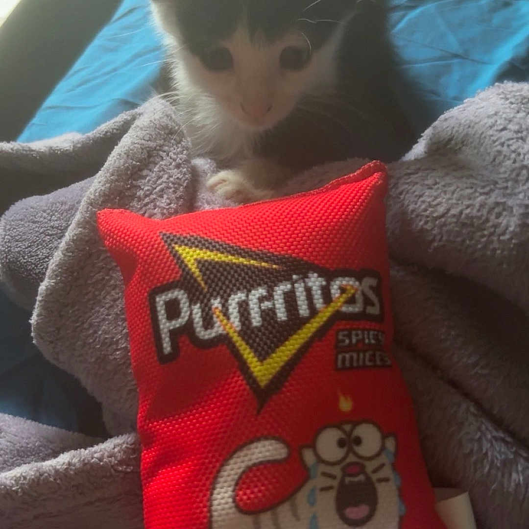 Taco joined the competition — help win amazing prizes! kitten, cat, toy, red, blanket, bed, blue, gray, soft, curious, furry, pet, indoors, closeup, animal, small, cute, playful, resting, cozy