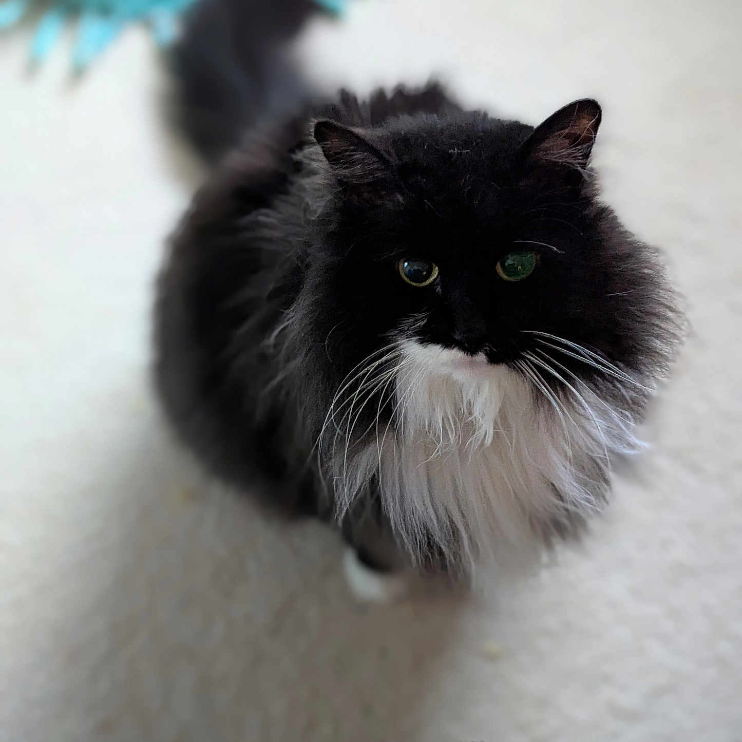 Sanchez is registered to the contest to win money with this photo: animal, black_and_white, carpet, cat, curious, cute, domestic, ears, feline, fluffy, indoor, long_hair, looking_up, mammal, pet, soft_focus, tail, toy, whiskers, white_chest