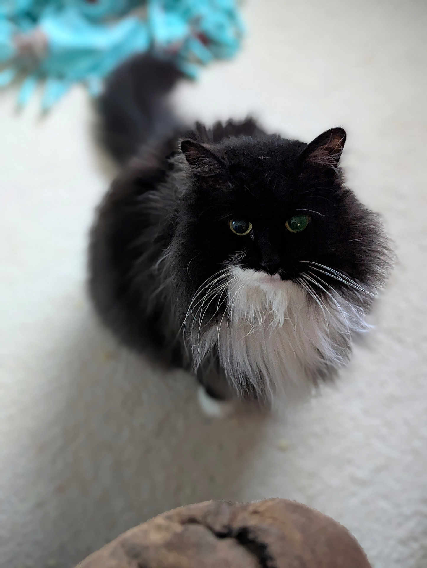Sanchez is registered to the contest to win money with this photo: cat, black_and_white, fluffy, long_hair, pet, animal, whiskers, carpet, indoor, curious, mammal, feline, toy, soft_focus, white_chest, ears, tail, domestic, cute, looking_up