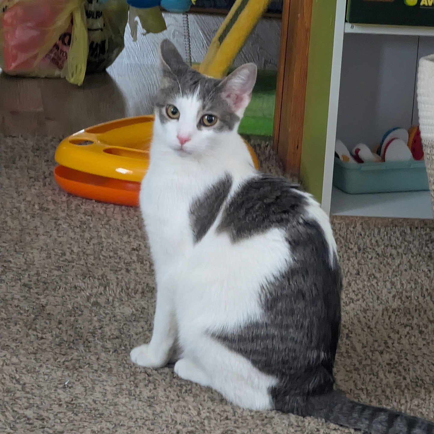 Basil is registered to the contest to win money with this photo: abyssinian, accessories, alloywheel, animal, bag, car, carwheel, cat, handbag, hardwood, indoors, kitten, machine, manx, pet, plywood, shelf, spoke, strap, wood