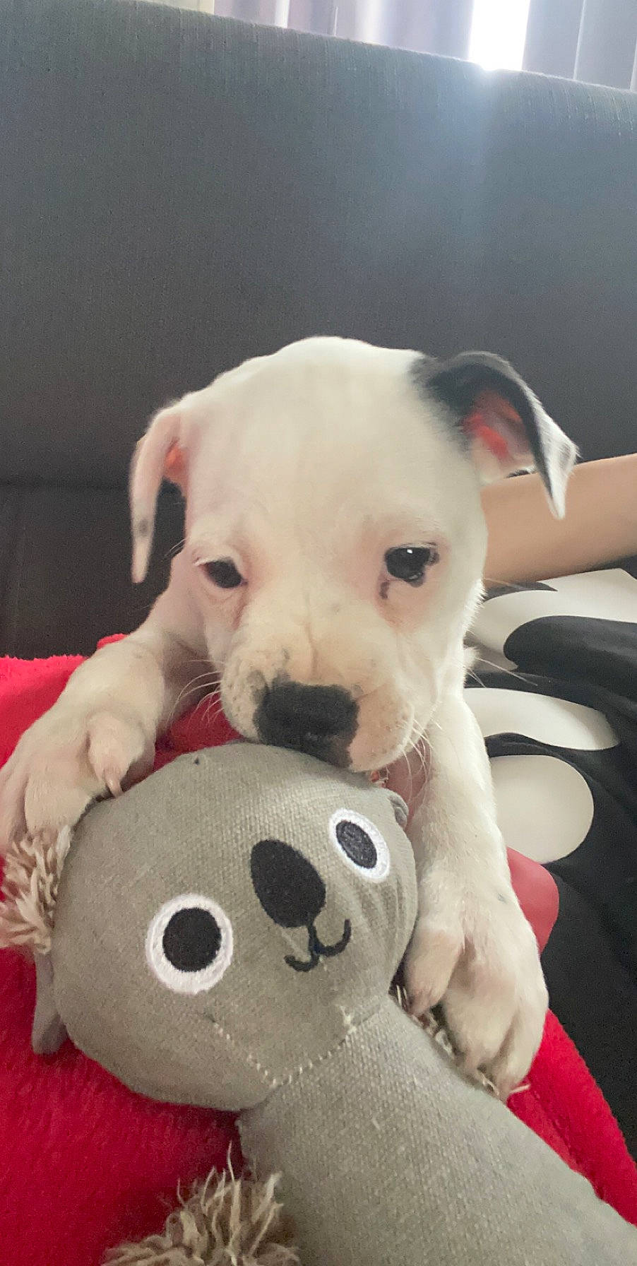 Naya participe au concours pour gagner de l'argent avec cette photo : american_bulldog, bulldog, canidae, carnivore, companion_dog, cordoba_fighting_dog, dog, dog_breed, dogo_argentino, dogo_guatemalteco, mammal, non_sporting_group, pit_bull, puppy, rare_breed_dog, snout, staffordshire_bull_terrier, toy_bulldog, vertebrate