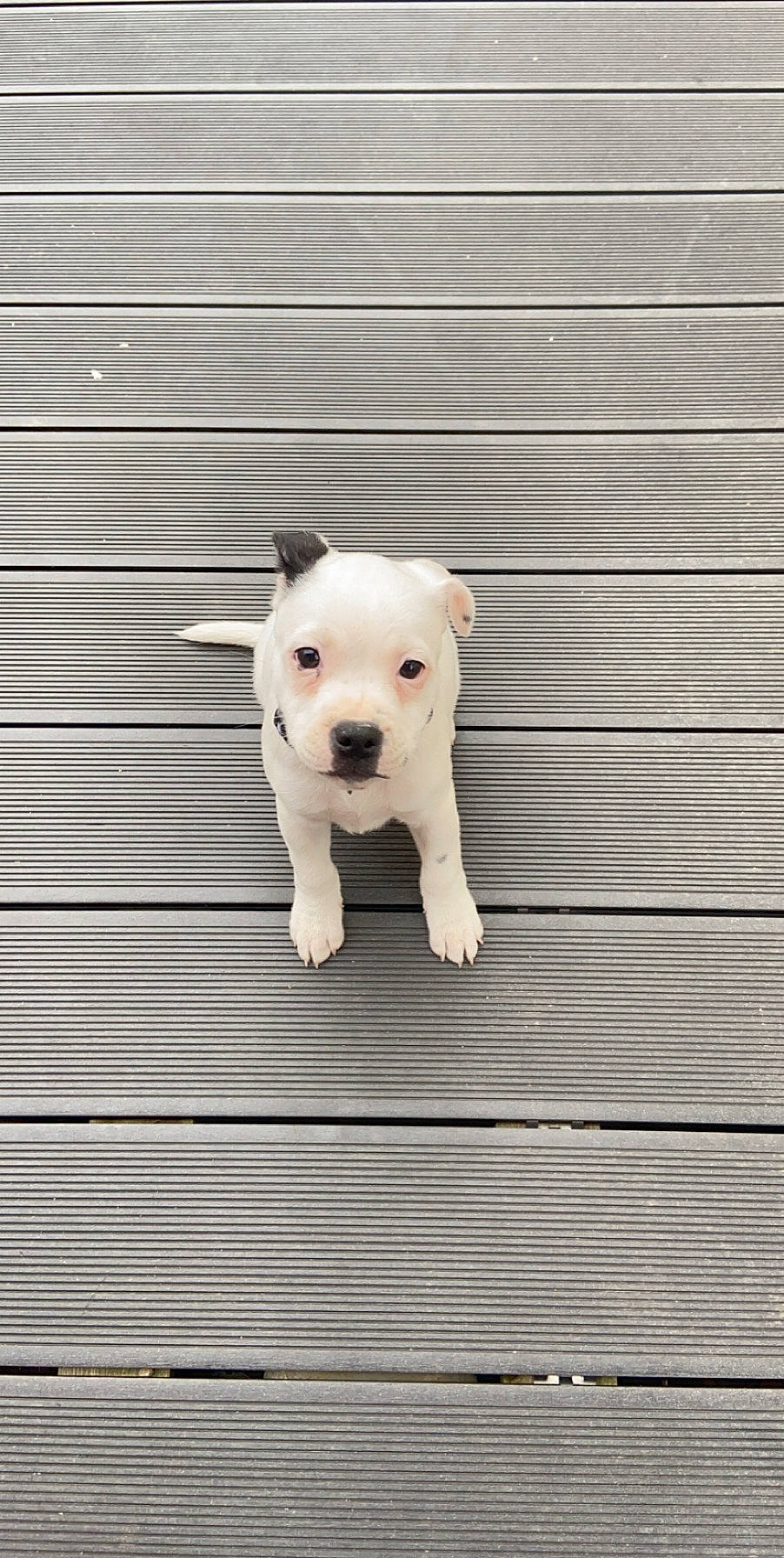 Naya participe au concours pour gagner de l'argent avec cette photo : american_bulldog, american_pit_bull_terrier, canidae, carnivore, companion_dog, dog, dog_breed, dogo_argentino, dogo_guatemalteco, fawn, mammal, non_sporting_group, pit_bull, puppy, rare_breed_dog, snout, staffordshire_bull_terrier, valley_bulldog, vertebrate