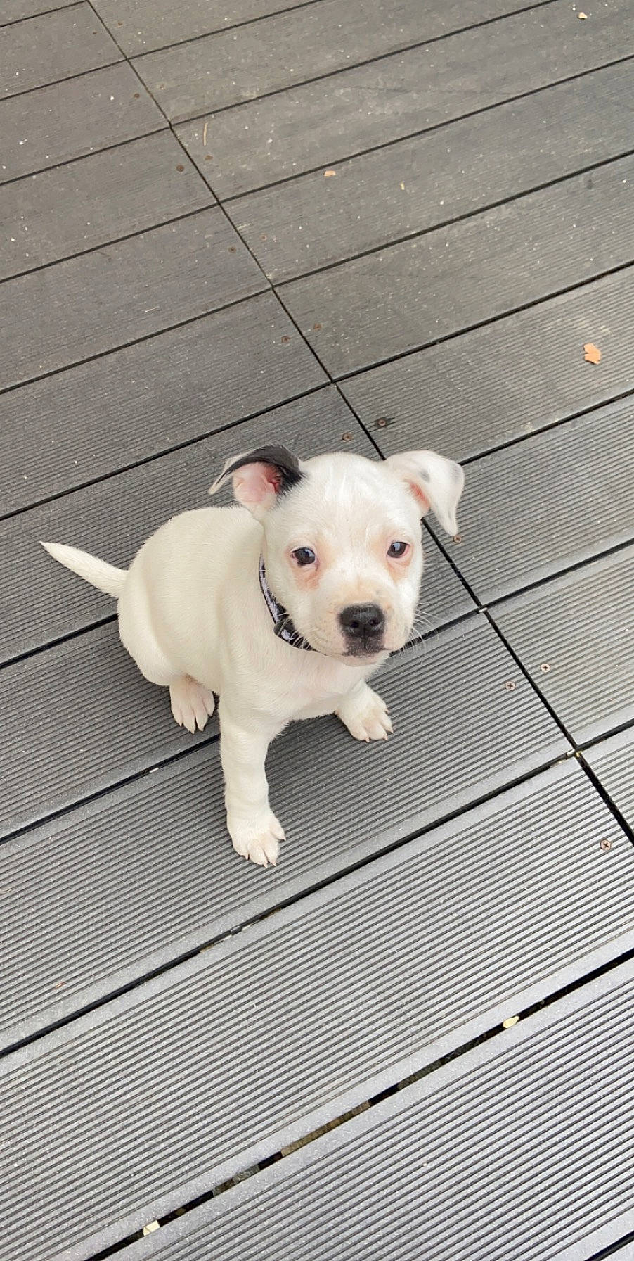 Naya a rejoint le concours — aidez-le/la à gagner de superbes lots ! american_bulldog, american_pit_bull_terrier, bull_and_terrier, canidae, carnivore, companion_dog, dog, dog_breed, dogo_guatemalteco, fawn, mammal, non_sporting_group, pit_bull, puppy, rare_breed_dog, snout, sporting_group, staffordshire_bull_terrier, valley_bulldog, vertebrate