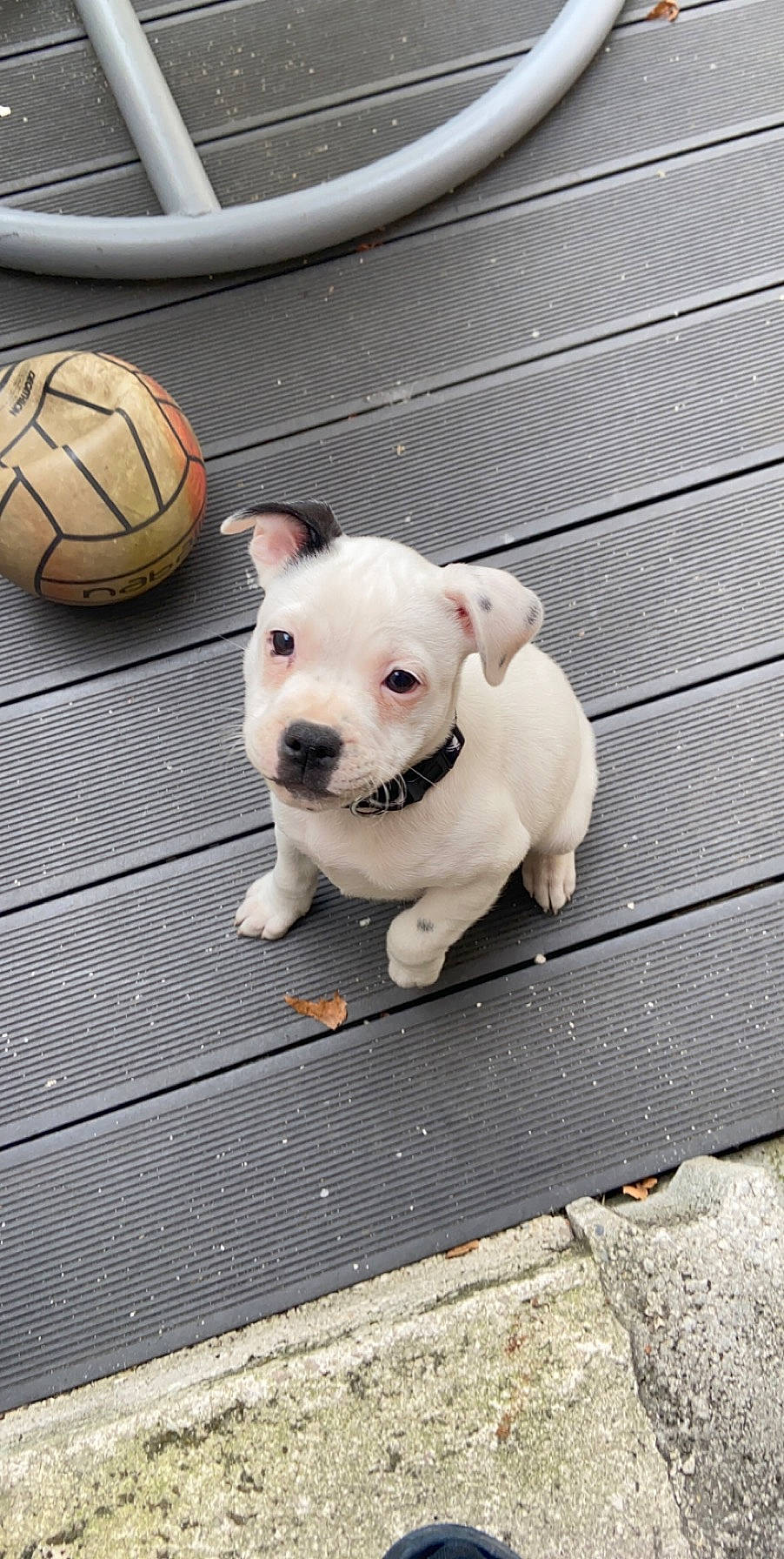 Naya participe au concours pour gagner de l'argent avec cette photo : american_bulldog, australian_bulldog, canidae, carnivore, companion_dog, dog, dog_breed, fawn, french_bulldog, mammal, non_sporting_group, pit_bull, puppy, rare_breed_dog, snout, sporting_group, staffordshire_bull_terrier, toy_bulldog, vertebrate, white_english_bulldog