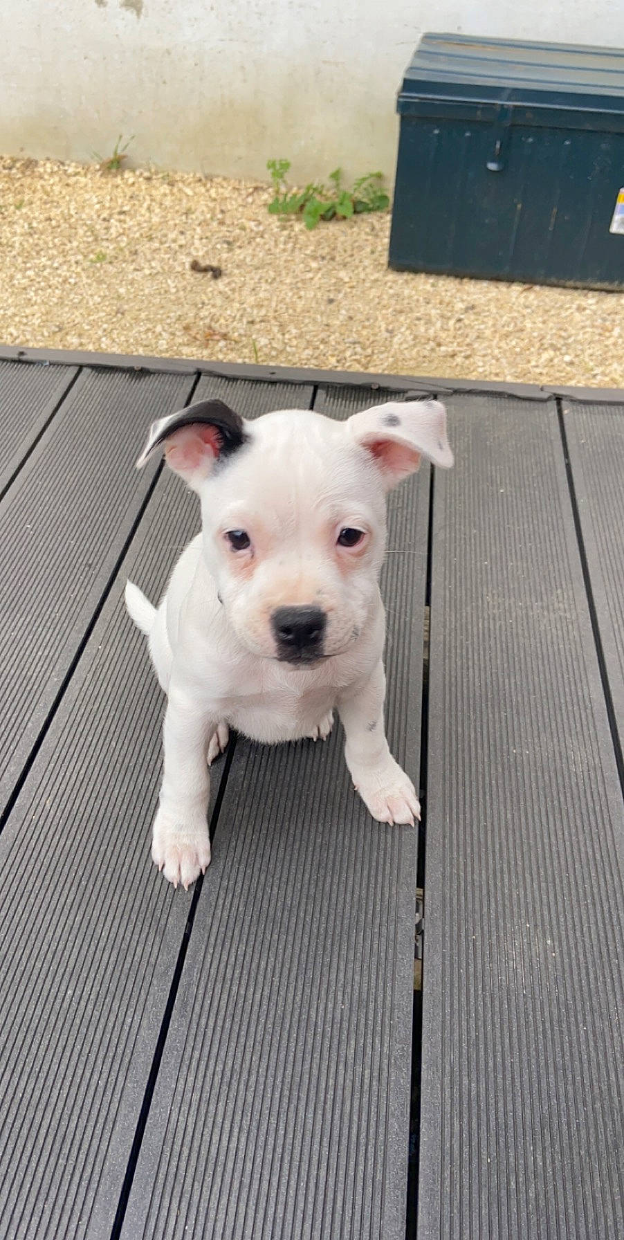 Naya a rejoint le concours — aidez-le/la à gagner de superbes lots ! american_bulldog, american_pit_bull_terrier, bull_and_terrier, bull_terrier, canidae, carnivore, companion_dog, dog, dog_breed, dogo_argentino, dogo_guatemalteco, fawn, mammal, non_sporting_group, pit_bull, puppy, rare_breed_dog, snout, staffordshire_bull_terrier, vertebrate