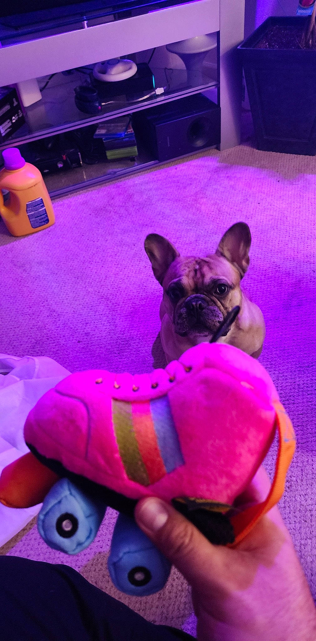 Jefe is registered to the contest to win money with this photo: blue, canidae, carnivore, comfort, companion_dog, dog, dog_breed, ear, fawn, flooring, light, magenta, pink, purple, snapshot, snout, toy_dog, violet, working_animal, wrinkle