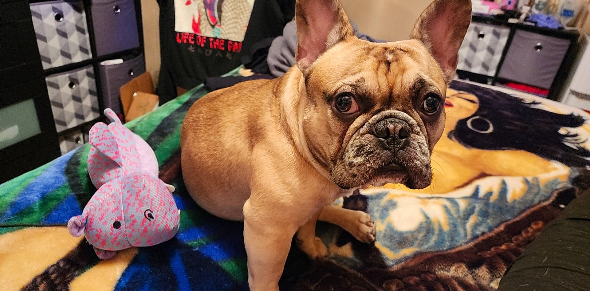 Jefe joined the competition — help win amazing prizes! bag, bulldog, canidae, carnivore, comfort, companion_dog, dog, dog_breed, fawn, molosser, non_sporting_group, puppy, snout, sporting_group, terrestrial_animal, toy_dog, whiskers, working_animal, working_dog, wrinkle