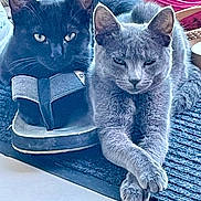 Mia Et Ginto participe au concours pour gagner de l'argent avec cette photo : cat, black_cat, gray_cat, indoor, pet, animal, feline, sandal, mat, relaxed, paws, crossed_paws, resting, closeup, domestic_cat, cute, fur, whiskers, ears, companions