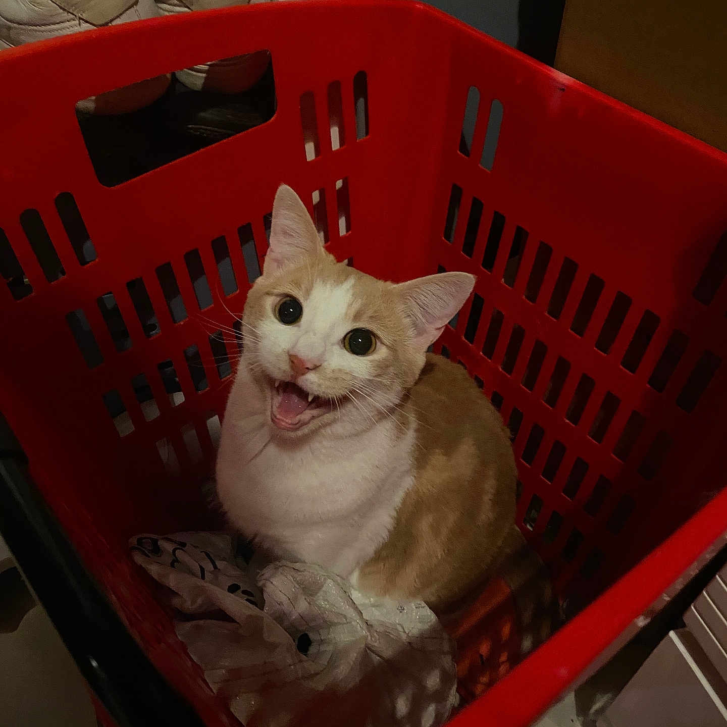 Uno participe au concours pour gagner de l'argent avec cette photo : abyssinian, animal, basket, bed, box, canine, cat, chair, crate, dog, furniture, hardwood, kitten, laundry, manx, pet, plastic, shoppingbasket, siamese, wood