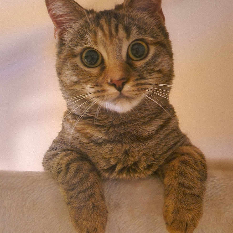 Volga participe au concours pour gagner de l'argent avec cette photo : abyssinian, animal, cat, hardwood, kitten, manx, pet, plywood, wood