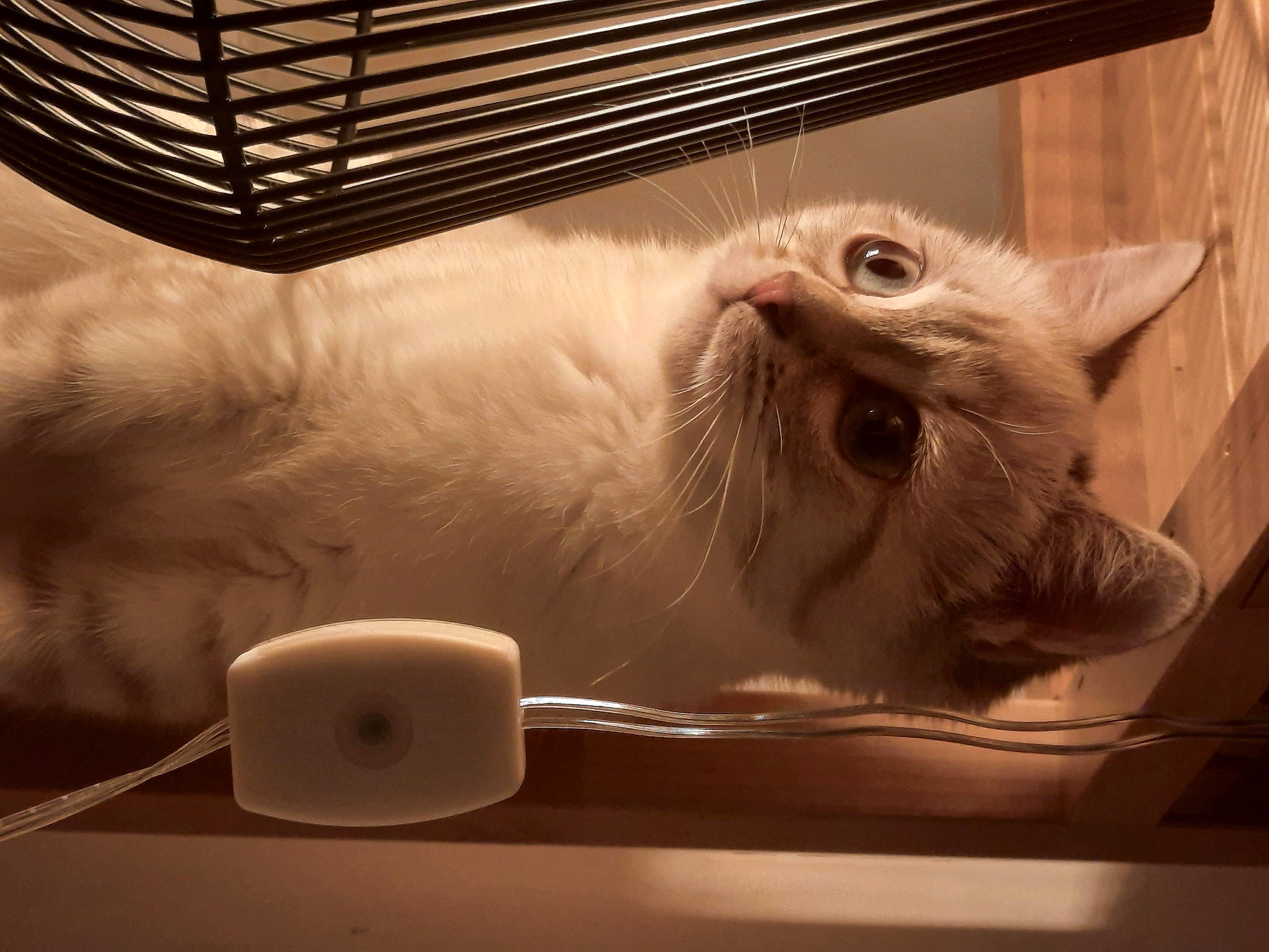 Jazzie participe au concours pour gagner de l'argent avec cette photo : carnivore, cat, cat_supply, comfort, domestic_short_haired_cat, fawn, felidae, fur, monochrome, monochrome_photography, paw, pet_supply, room, small_to_medium_sized_cats, snout, tableware, tail, vertebrate, whiskers, wood