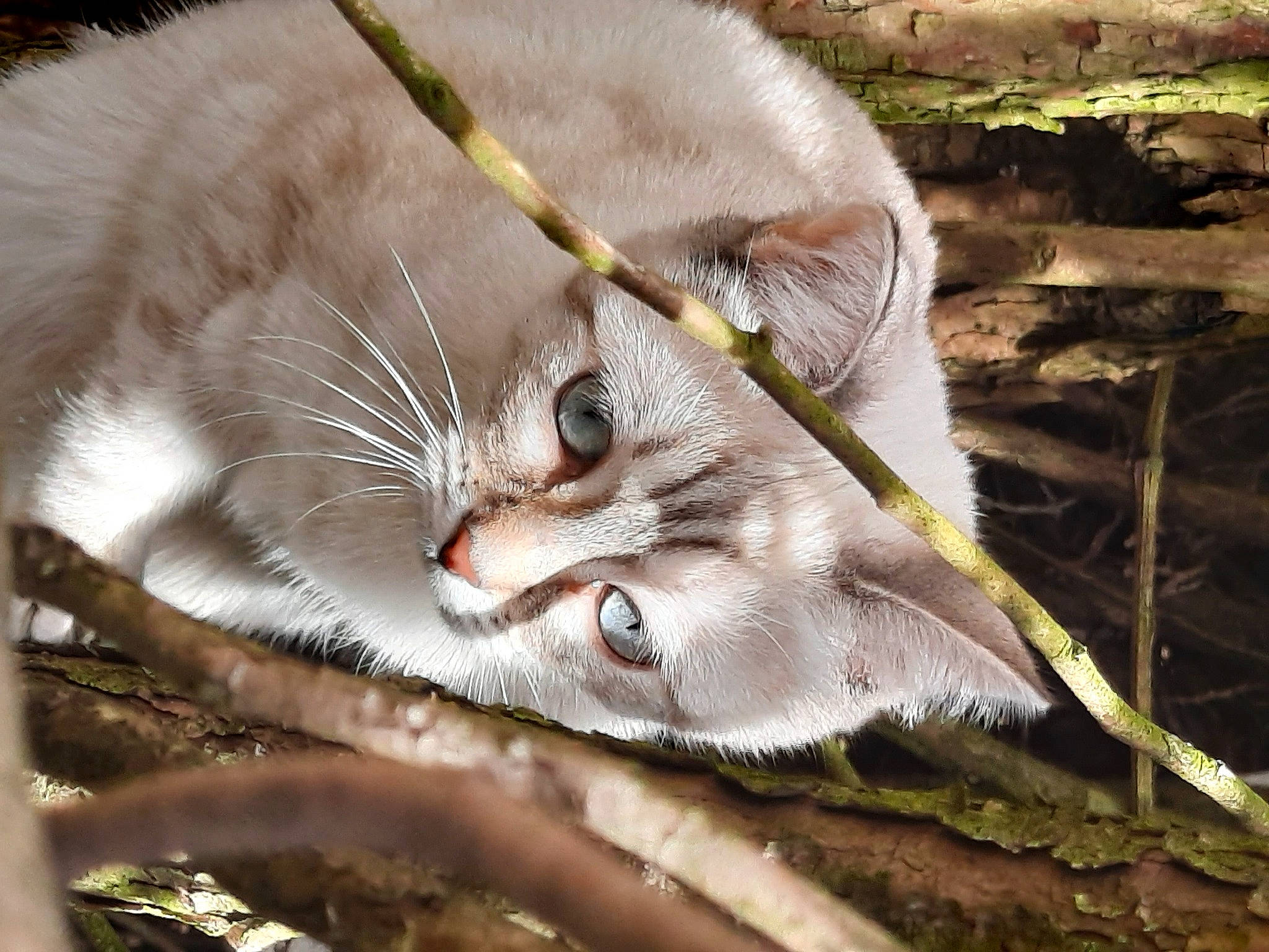 Jazzie participe au concours pour gagner de l'argent avec cette photo : branch, carnivore, cat, close_up, domestic_short_haired_cat, eyelash, fang, fawn, felidae, fur, grass, organism, small_to_medium_sized_cats, tail, terrestrial_animal, tree, twig, whiskers, wildlife, wood