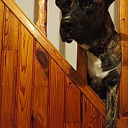 Prince a rejoint le concours — aidez-le/la à gagner de superbes lots ! dog, wooden_gate, brindle_fur, paw, curious, pet, indoor, wood, brown, black, collar, animal, canine, door, fur_pattern, pet_care, looking, expression, house, domestic
