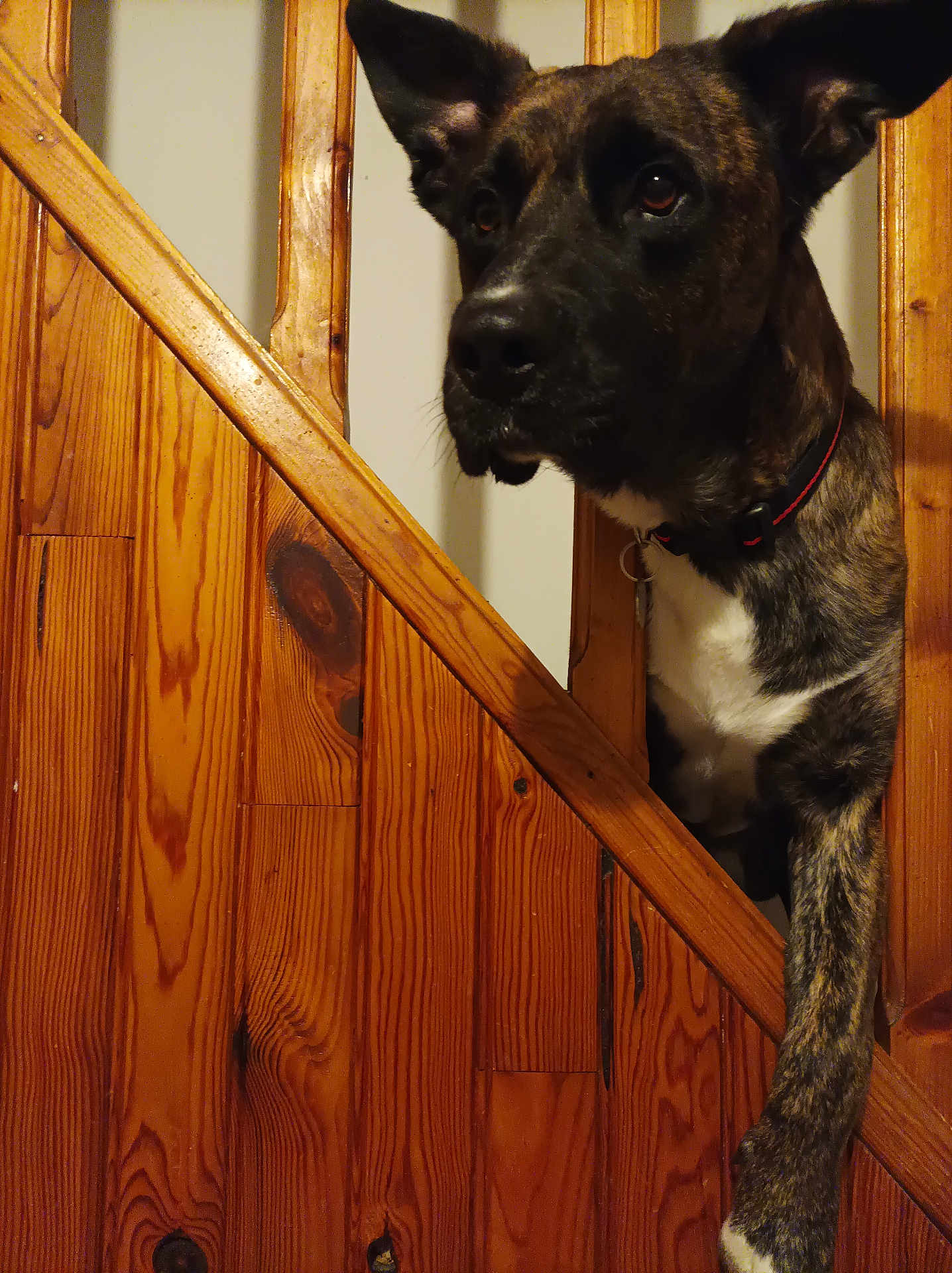 Prince a rejoint le concours — aidez-le/la à gagner de superbes lots ! dog, wooden_gate, brindle_fur, paw, curious, pet, indoor, wood, brown, black, collar, animal, canine, door, fur_pattern, pet_care, looking, expression, house, domestic