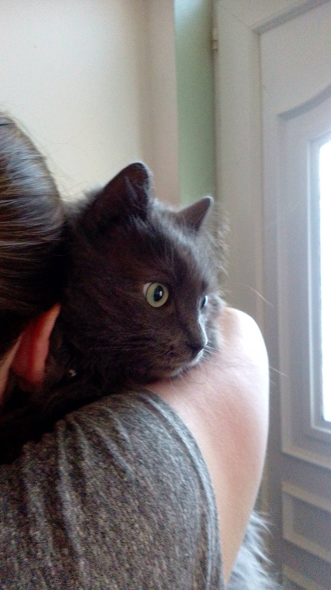 Calin a rejoint le concours — aidez-le/la à gagner de superbes lots ! black_cat, carnivore, cat, chartreux, claw, comfort, domestic_short_haired_cat, ear, eye, felidae, fur, gesture, grey, small_to_medium_sized_cats, snout, tail, terrestrial_animal, whiskers, window, wood