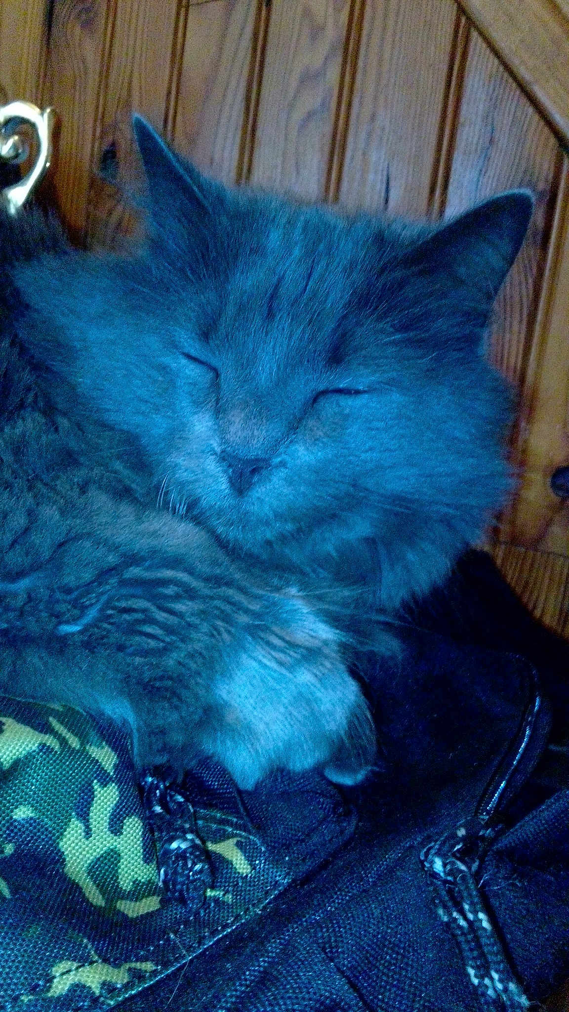 Câlin